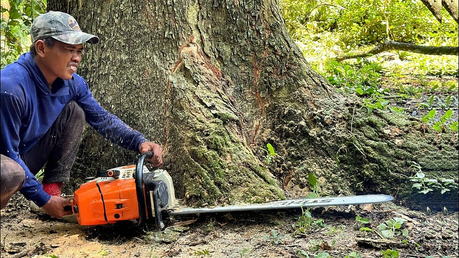 STIHL MS 881 Motorsäge Test